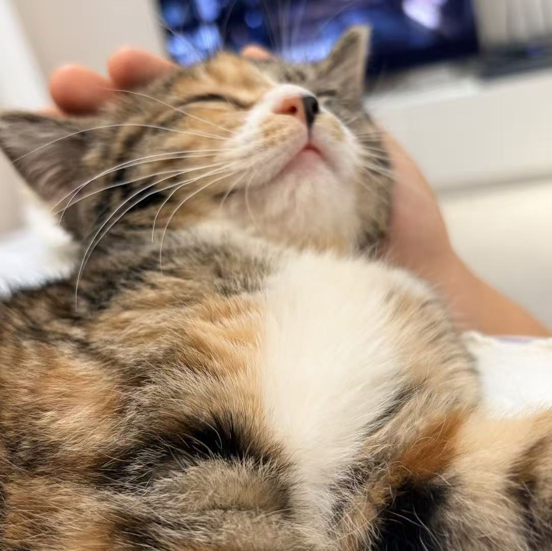 Chin scratch