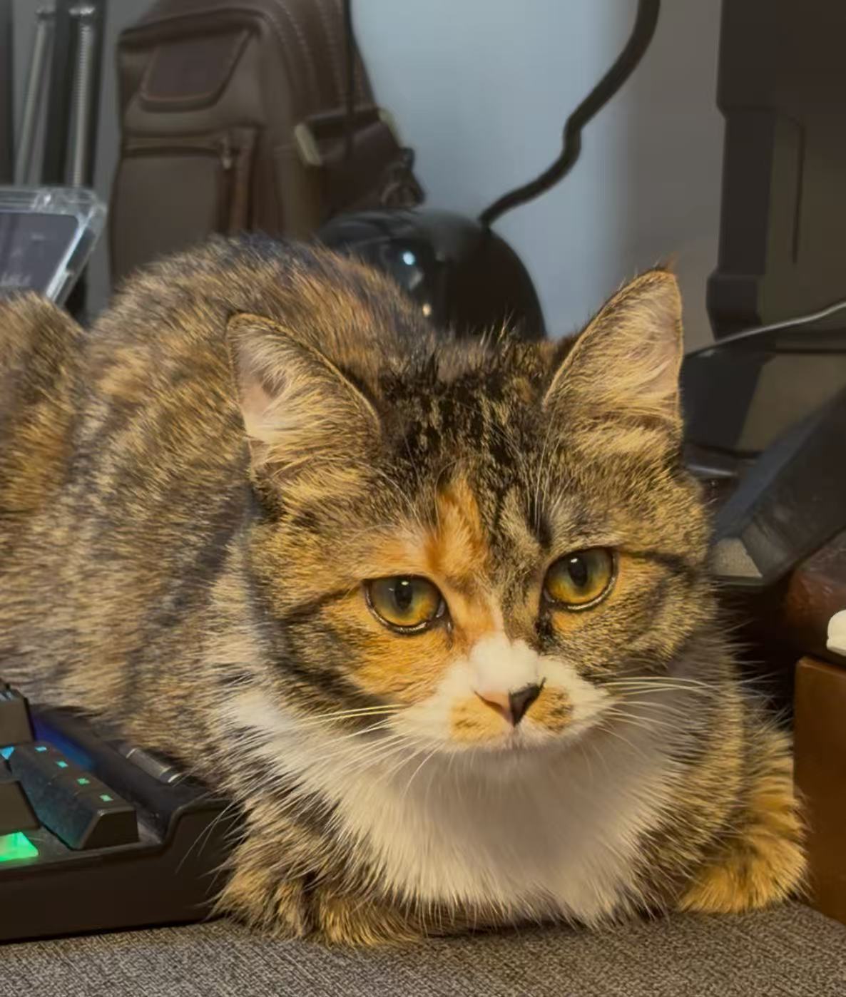 Honey at keyboard