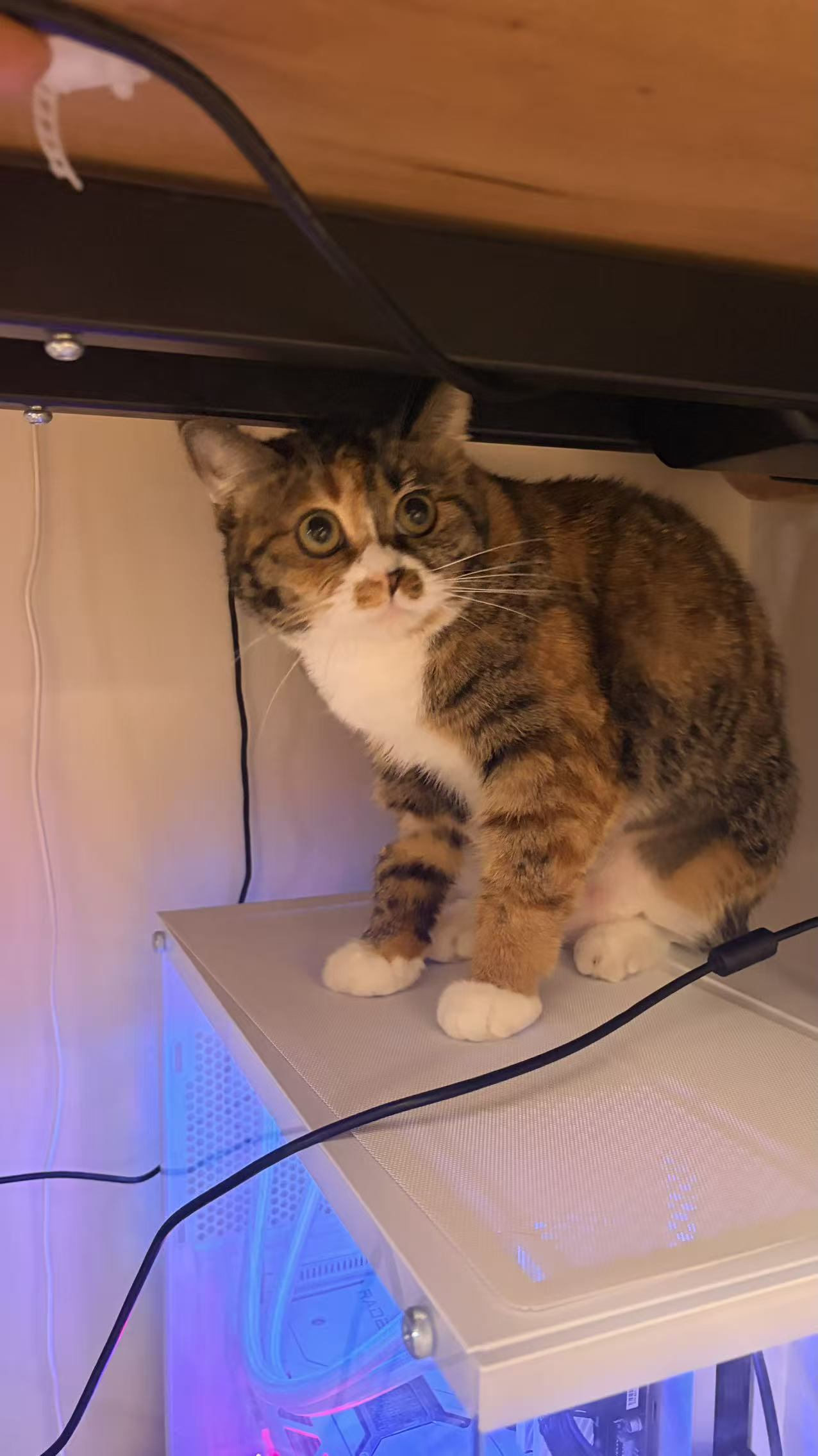 Honey by computer