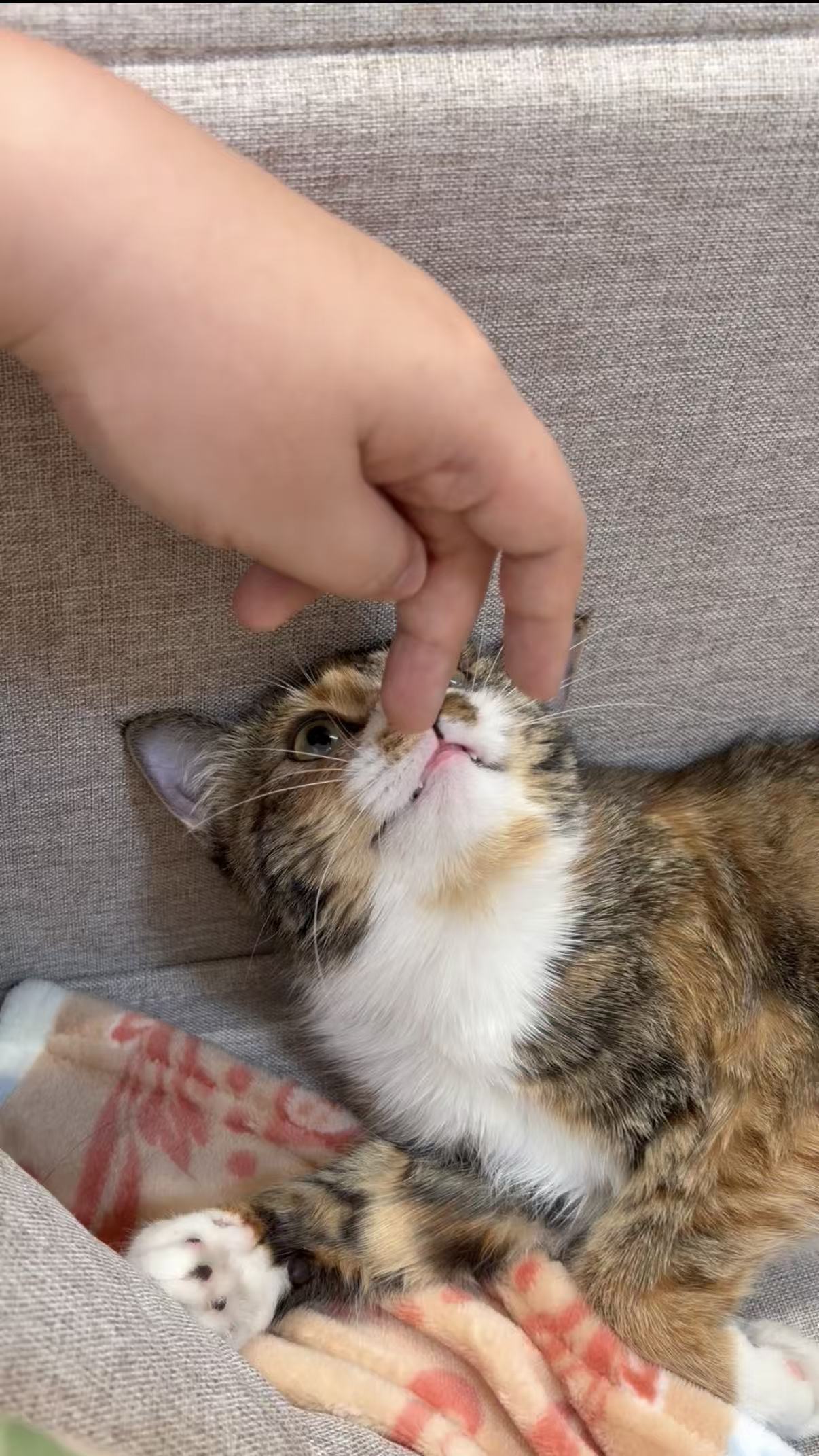 Petting Honey