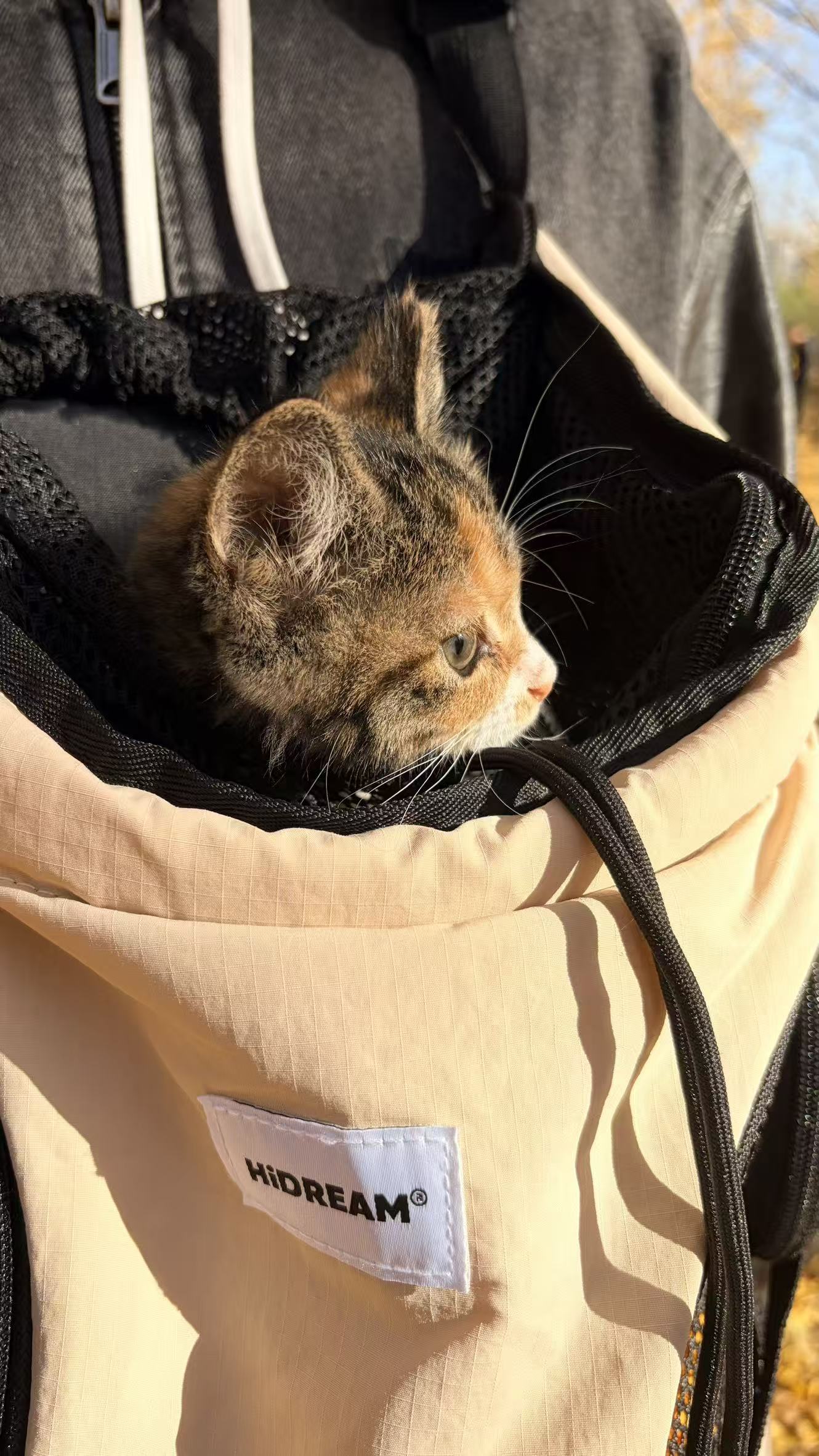 Honey on the day we found her
