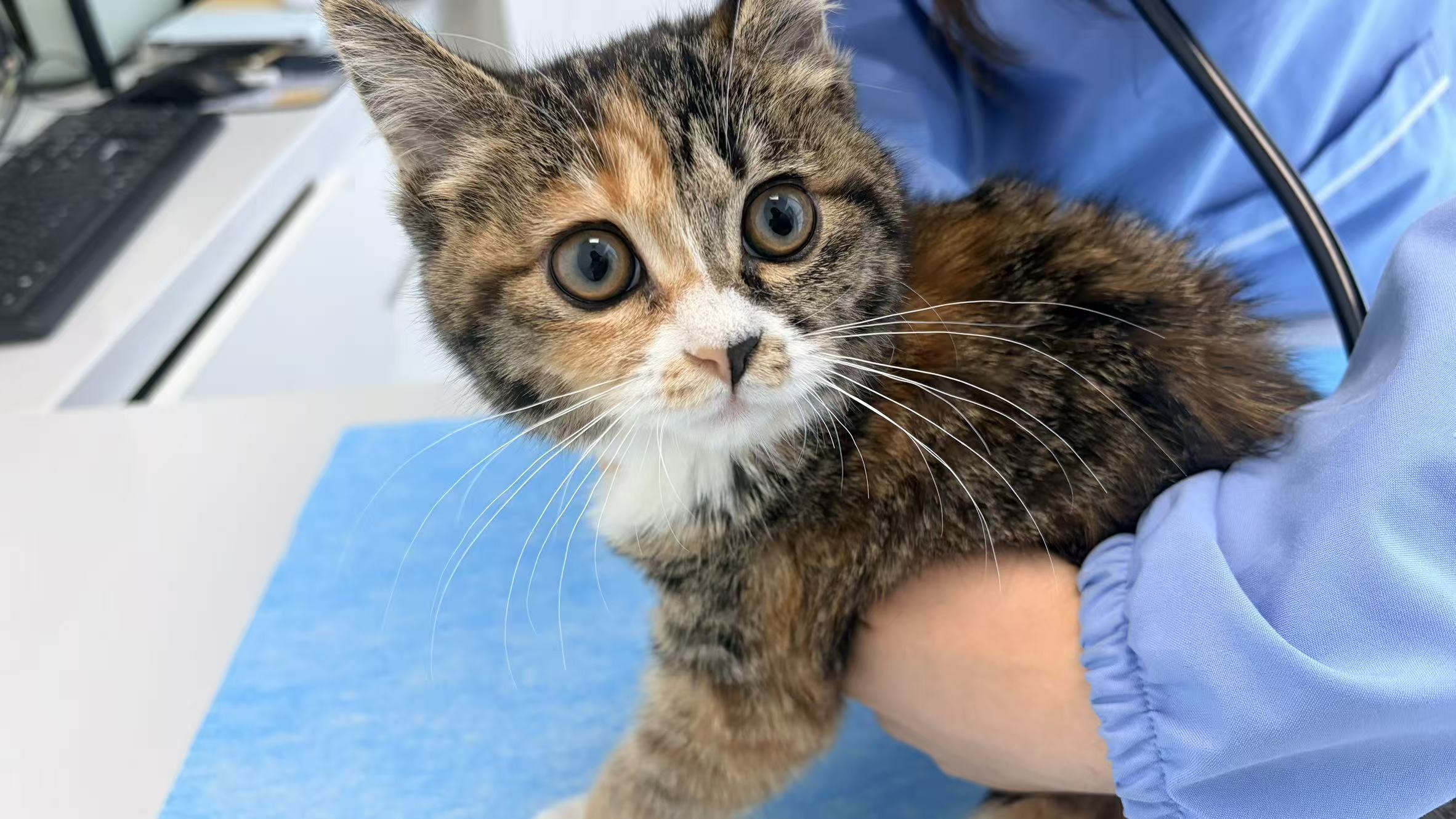 Honey at the vet during recovery